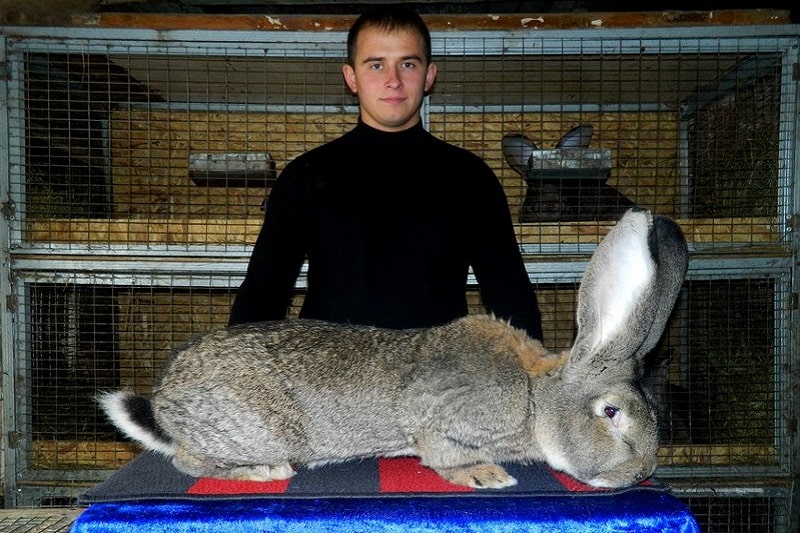 Разведение больших кроликов скороспелой породы белый великан
